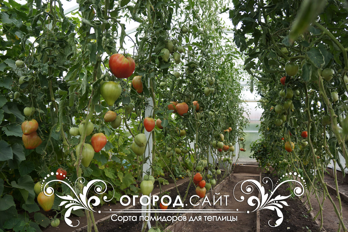 Детерминантные и индетерминантные сорта томатов | ОГОРОД.сайт